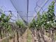 Red anti plástica de alta resistencia del saludo para el viñedo/la uva, aduana