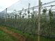Redes antis del saludo del HDPE verde oscuro con ULTRAVIOLETA para la agricultura, 30gsm - 50gsm