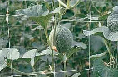 Red ULTRAVIOLETA anti de la ayuda de la planta del HDPE que sube para la cosecha vegetal, verde